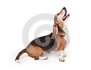 Basset Hound Dog Profile Looking Up