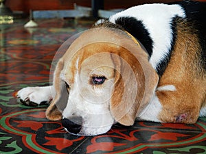 Basset Hound Dog so sad