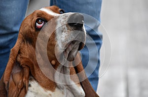 A basset hound dog with a sad look sits at the feet of the owner sits