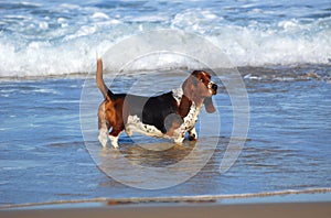 Basset hound dog in sea