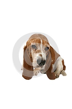 Basset hound dog sitting