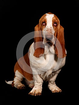 Basset hound dog sitting down
