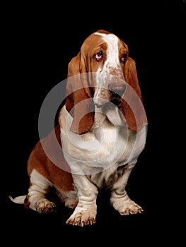 Basset hound dog sitting down