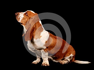 Basset hound dog sitting down