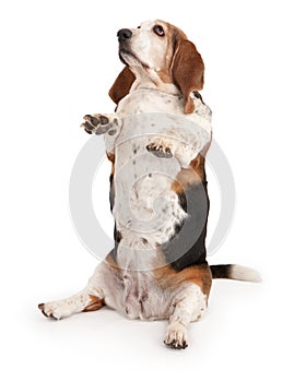 Basset Hound Dog Sitting Up