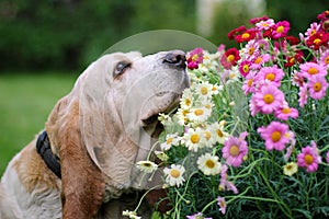 Basset hound dog smelling flowers