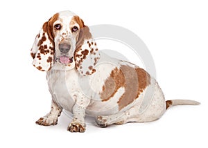 Basset Hound Dog Spotted Ears Sitting