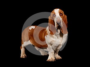 Basset hound dog standing up