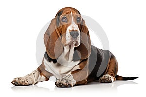 Basset Hound Dog Upright On A White Background