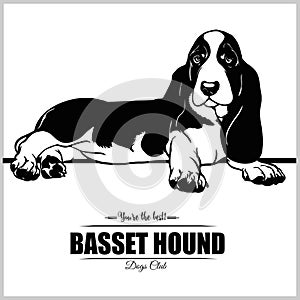Basset Hound Dog - vector illustration for t-shirt, logo and template badges