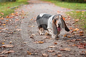 Basset Hound Dog Walks on the Path. Portrait.