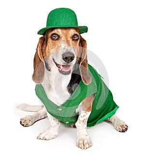 Basset Hound Dog Wearing St Patricks Day Outfit