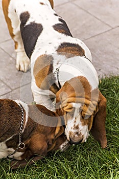 Basset hound dogs sniffing each other in the grass