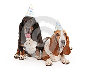 Basset Hound Dogs Wearing Birthday Hats