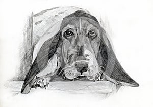 Basset Hound drawing portrait