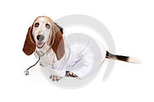 Basset Hound Dressed as a Veterinarian