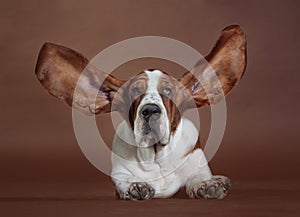 Basset hound ears dog