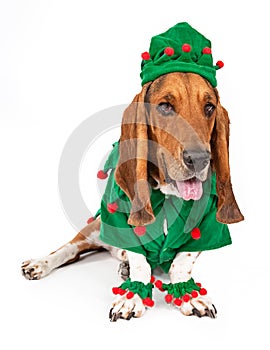 Basset Hound Elf Dog