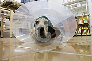 Basset hound with Elizabethan collar