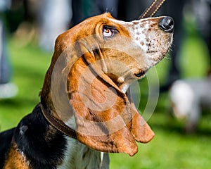 Basset Hound face portrait with big ears hanging down. Looking up. big eyes