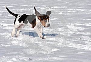 Basset hound funny