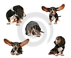 Basset hound group