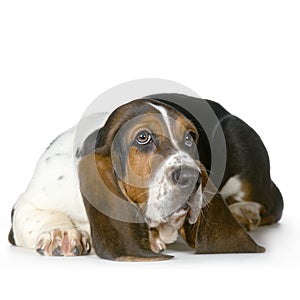 Basset Hound - Hush Puppies