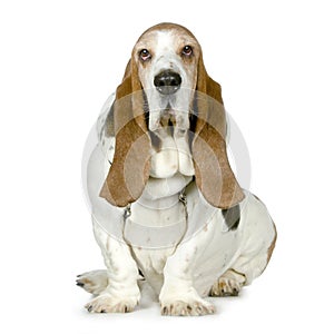 Basset Hound - Hush Puppies