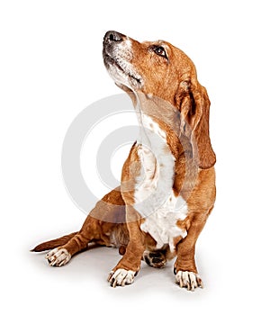 Basset Hound Ignoring Commands - Extracted