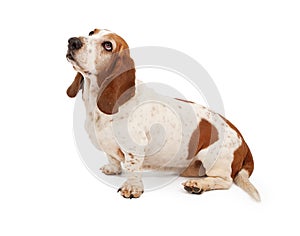 Basset Hound looking left