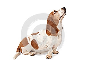 Basset Hound looking up - Extracted