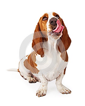 Basset Hound Looking Up Licking Lips - Extracted