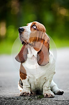 Basset hound looks up