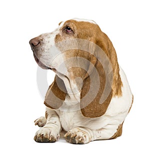 Basset Hound lying and looking left