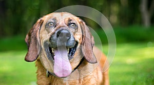 A Basset Hound mixed breed dog panting