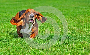 Basset Hound in motion