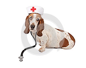 Basset Hound Nurse