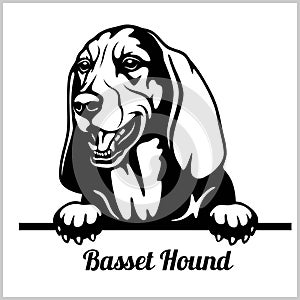 Basset Hound - Peeking Dogs - breed face head isolated on white