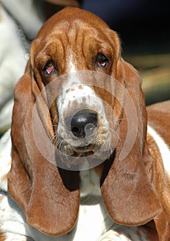 Basset Hound portrait