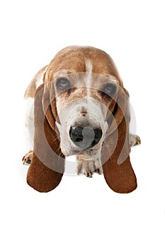 Basset hound portrait taken from above