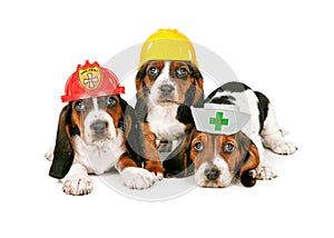 Basset Hound Puppies Wearing Work Hats