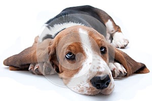 Basset hound puppy