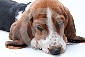 Basset hound puppy