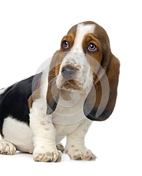 Basset Hound Puppy