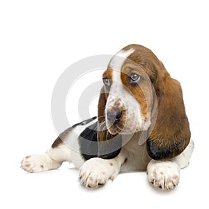 Basset Hound Puppy