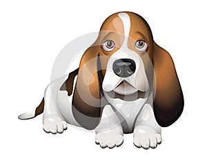 Basset Hound puppy