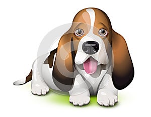 Basset Hound puppy