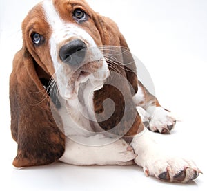 Basset hound puppy closeup