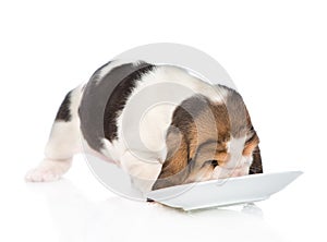 Basset hound puppy eating food from a bowl. isolated on white