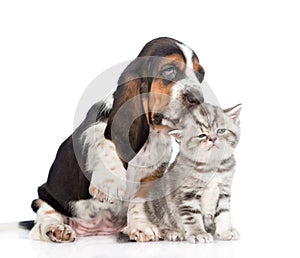Basset hound puppy kissing tiny kitten. isolated on white background